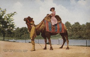 ラクダに乗る、ニューヨーク動物公園（写真） 作： アメリカの写真家