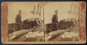 西インド諸島、バルバドスで捕獲されたサメ（モノクロ写真） 作： American Photographer