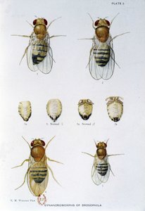 Abeilles - 「Drosophila melanogasterの遺伝学への貢献」において、Thomas H. Morgan 作： American School