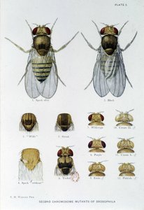 Abeilles - 「Drosophila melanogasterの遺伝学への貢献」において、Thomas H. Morgan 作： American School