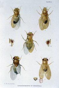 Abeilles - 「Drosophila melanogasterの遺伝学への貢献」において、Thomas H. Morgan