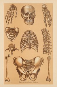 人体骨格の解剖学的研究