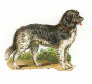 黒と白の犬
