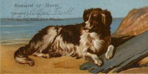 ビーチのボーダーコリー犬 作： American School