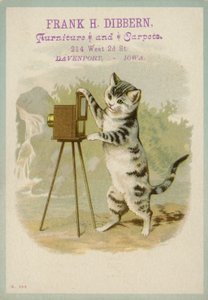 写真を撮る猫