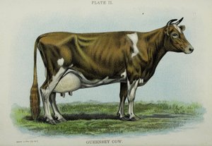 ガーンジー牛（Jacob Biggle著「Biggle Cow Book」より 作： American School