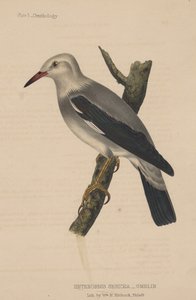 Heterornis Sericea（Gmelin）、1855 作： American School