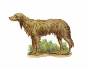 アイリッシュウルフハウンド犬