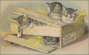 壊れた箱の中の子猫 作： American School