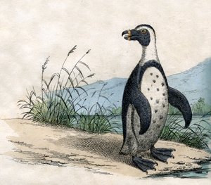 マゼランペンギン（『動物の自然史』より 作： American School