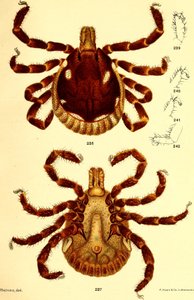 雄のAblyomma Americanum、D. E. SalmonとCharles Wardellによる「Cattle ticks (Ixodoidea) of the United States」からのイラスト。 作： American School