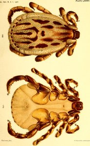 Dermacentor reticulatusのオス。"Cattle ticks (Ixodoidea) of the United States "のイラスト。 作： American School