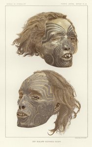 ニュージーランドの入れ墨の頭 作： American School