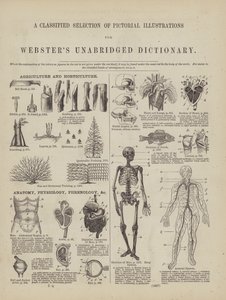 Webster