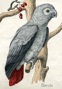 オウム（『動物の自然史』より 作： American School