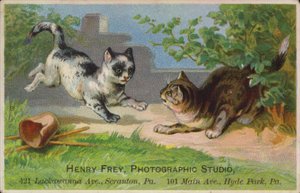 遊び心のある子猫 作： American School