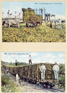 キューバのサトウキビ農園を描いた絵葉書、1910年頃 作： American School
