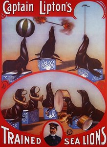 リプトン船長の訓練されたアシカ」の広告ポスター、1905年頃（カラーリトグラフ） 作： American School