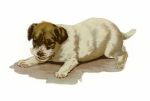 子犬の演奏 作： American School