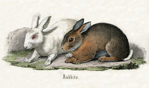ウサギ（『動物の自然史』より 作： American School