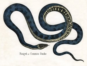 動物の自然史」に掲載されているリングスネークとコモンスネーク 作： American School