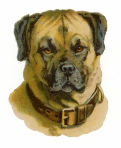 ロットワイラー犬の頭 作： American School