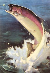Sport Fishing: Leaping Rainbow Trout 作： American School