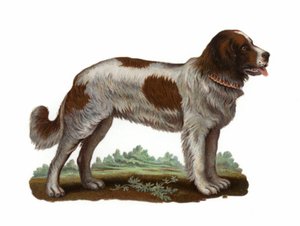 セントバーナード犬 作： American School