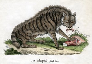 シマハイエナ（『動物の自然史』より 作： American School