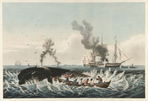 The Whale Fishery - Attacking a 