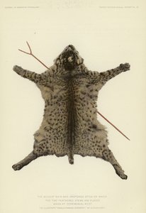 山猫の皮と、儀式で休息するときに2本の羽を乗せる棒（カラーリトグラフ） 作： アメリカの学校