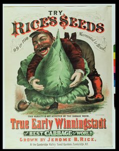 世界で最高のキャベツ、Rice Seedsを試す 作： American School