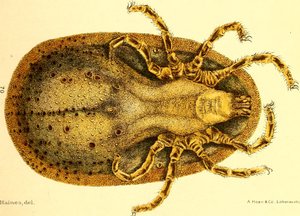 Argus Miniatusの腹面図。D. E. SalmonとCharles Wardellによる「Cattle ticks (Ixodoidea) of the United States」からのイラスト。