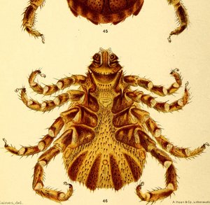 男性のBoophilusAnnulatusの腹側の図、「牛のダニ」からの図 作： American School