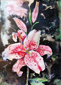  作： Anda Bieza