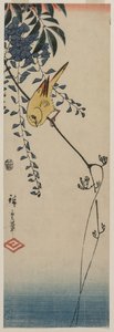 カナリアと藤、1840年代半ば。 作： Ando Hiroshige