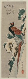 1830年代後半または1840年代初頭の雪に覆われた滝のキジ。 作： Ando Hiroshige