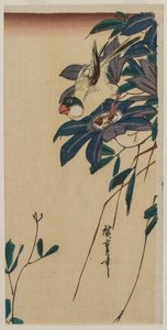 1830年代半ばのグロスビークとクレマチス。 作： Ando Hiroshige