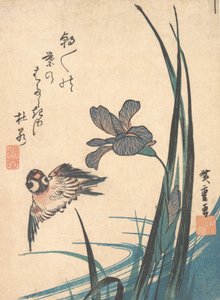 アイリスとスズメ、カリフォルニア州。 1832年頃。 1832年。 作： Ando Hiroshige