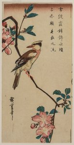 1830 年代初期または中期の桜の枝にいる韓国のナイチンゲール。 作： Ando Hiroshige