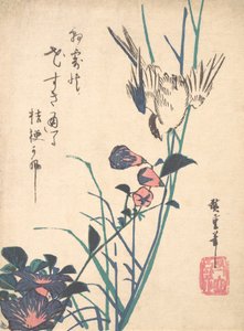大輪のフラットビルとスズメ、カリフォルニア州。 1833年頃。 1833年。