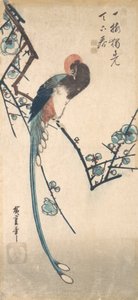 尾の長い鳥。 作： Ando Hiroshige