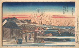 新吉原の朝桜。