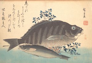 シマダイとアイナメの魚, シリーズ魚づくしのさまざまな魚, 1840s., 1840s. 作： Ando Hiroshige