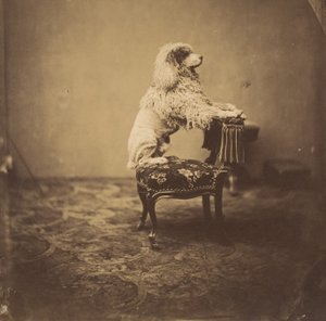 [皇后ウジェニーのプードル]、1850年代。 作： Andre Adolphe Eugene Disderi