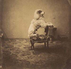 [皇后ユージェニーのプードル]、1850年代。 作： Andre Adolphe Eugene Disderi
