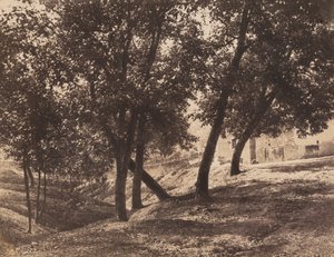 樹木（1855年頃1855年（写真）