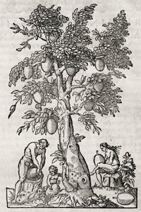 パンの実の木、アンドレ・テヴェ（1504-1592）の彫刻、フランス・パリ 作： Andre Thevet