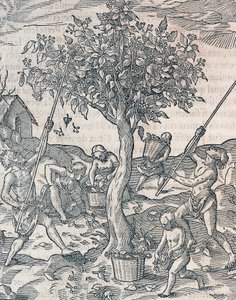 ジャワ島での胡椒の収穫、アンドレ・テヴェ（1504-1592）の『万国宇宙論』からの版画、パリ 作： Andre Thevet
