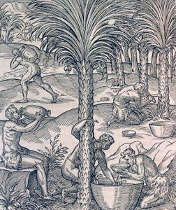 椰子の木から飲み物を作るカーボベルデの住人、アンドレ・テヴェ（1504-1592）の『万国宇宙論』からの版画、パリ 作： Andre Thevet